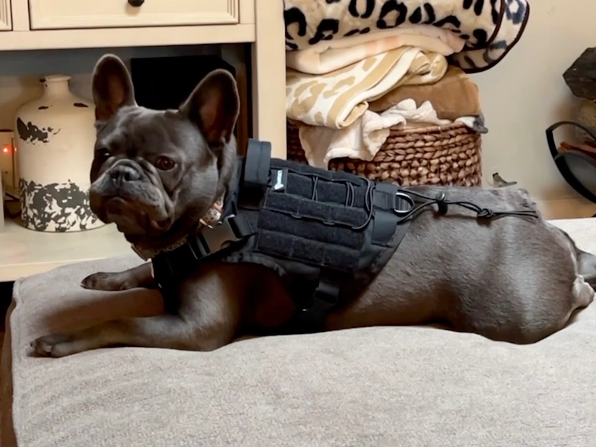 BarKtact Tactical Dog Vest Harness, Bartact