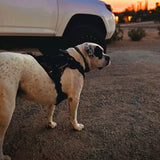 Bartact Dog Harnesses Large / Black/Black BarKtact Tactical Dog Vest K9 Harness | Bartact